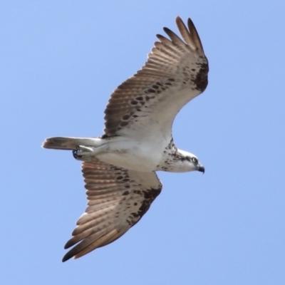 Pandion haliaetus (Osprey) at Cleveland, QLD - 23 Nov 2023 by TimL