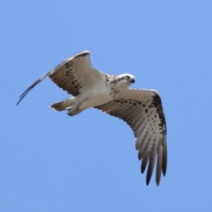 Pandion haliaetus at Cleveland, QLD - 23 Nov 2023