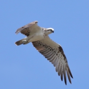 Pandion haliaetus at Cleveland, QLD - 23 Nov 2023