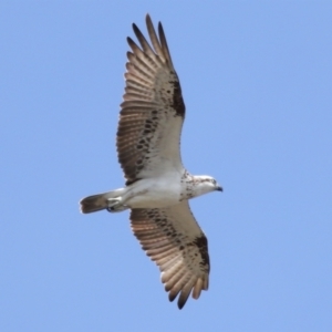 Pandion haliaetus at Cleveland, QLD - suppressed