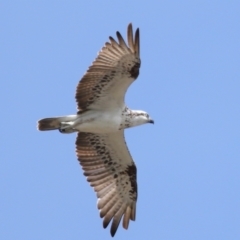 Pandion haliaetus at Cleveland, QLD - suppressed