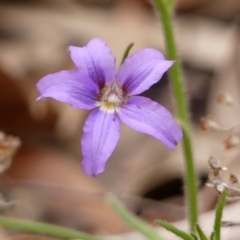 Scaevola ramosissima (Hairy Fan-flower) at Wingecarribee Local Government Area - 22 Nov 2023 by Curiosity