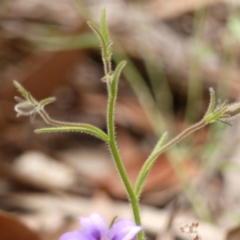 Scaevola ramosissima at Jellore State Forest - 22 Nov 2023