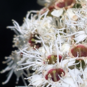 Kunzea ericoides at Wodonga - 26 Nov 2023 09:10 AM