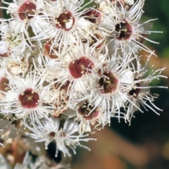 Kunzea ericoides at Wodonga - 26 Nov 2023 09:10 AM