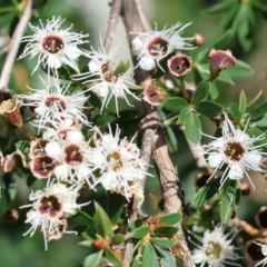 Kunzea ericoides at Wodonga - 26 Nov 2023 09:10 AM