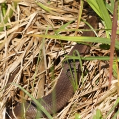 Cyclodomorphus michaeli (Mainland She-oak Skink) at Braemar - 25 Nov 2023 by Curiosity