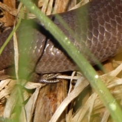 Cyclodomorphus michaeli at Braemar - 26 Nov 2023 08:47 AM