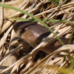 Cyclodomorphus michaeli at Braemar - 26 Nov 2023