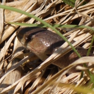 Cyclodomorphus michaeli at Braemar - 26 Nov 2023 08:47 AM