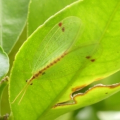 Norfolius howensis (Diamond-banded Nymphid) at Braemar, NSW - 26 Nov 2023 by Curiosity