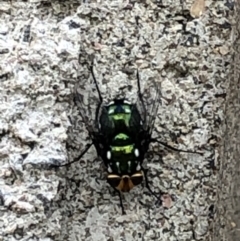 Amenia leonina group (albomaculata-leonina species group) (Yellow-headed Blowfly) at Scullin, ACT - 28 Nov 2023 by CityGirl