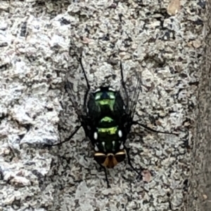 Amenia leonina group (albomaculata-leonina species group) at Scullin, ACT - 28 Nov 2023