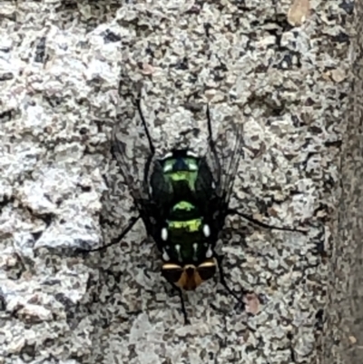 Amenia leonina group (albomaculata-leonina species group) (Yellow-headed Blowfly) at Scullin, ACT - 27 Nov 2023 by CityGirl