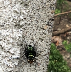 Amenia leonina group (albomaculata-leonina species group) at Scullin, ACT - 28 Nov 2023