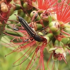 Amphirhoe decora (Decora Longicorn Beetle) at Burradoo, NSW - 19 Nov 2023 by GlossyGal