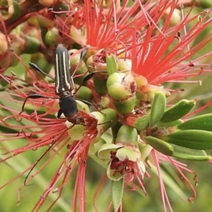 Amphirhoe decora at Wingecarribee Local Government Area - 19 Nov 2023