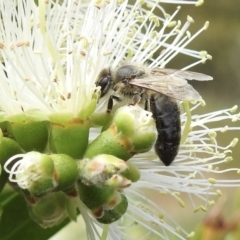 Apis mellifera (European honey bee) at Wingecarribee Local Government Area - 15 Nov 2023 by GlossyGal