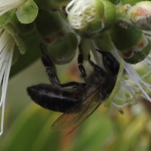 Apis mellifera at Wingecarribee Local Government Area - 15 Nov 2023