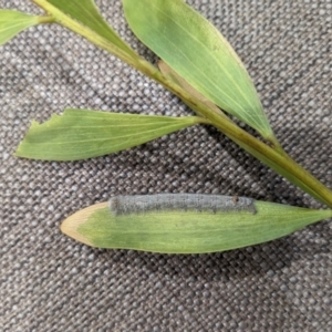 Pararguda nasuta at Melba, ACT - suppressed