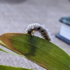 Pararguda nasuta at Melba, ACT - suppressed