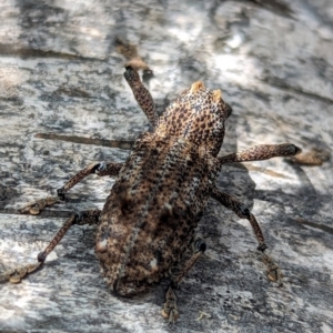 Orthorhinus cylindrirostris at Watson, ACT - suppressed