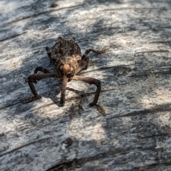 Orthorhinus cylindrirostris at Watson, ACT - suppressed