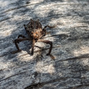 Orthorhinus cylindrirostris at Watson, ACT - suppressed