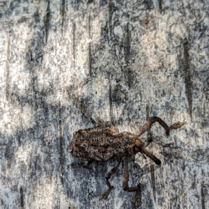 Orthorhinus cylindrirostris at Watson, ACT - suppressed