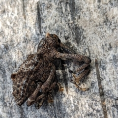 Orthorhinus cylindrirostris at Watson, ACT - suppressed