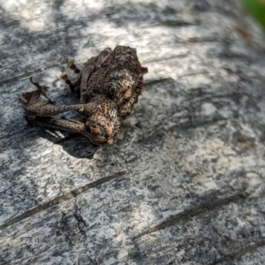 Orthorhinus cylindrirostris at Watson, ACT - suppressed