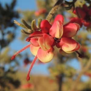 Grevillea lanigera at Pine Island to Point Hut - 7 Aug 2023 05:02 PM