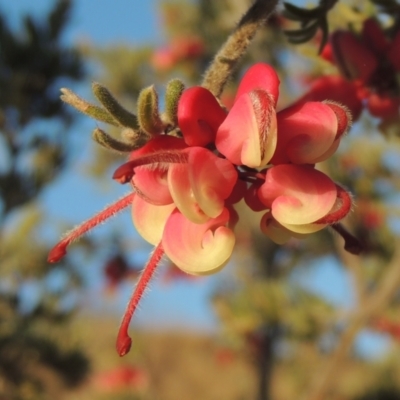 Grevillea lanigera (Woolly Grevillea) at Pine Island to Point Hut - 7 Aug 2023 by michaelb