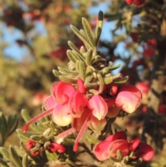 Grevillea lanigera at Pine Island to Point Hut - 7 Aug 2023