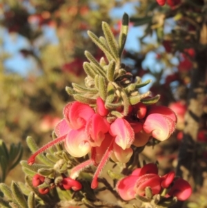 Grevillea lanigera at Pine Island to Point Hut - 7 Aug 2023