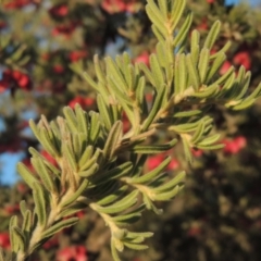 Grevillea lanigera at Pine Island to Point Hut - 7 Aug 2023