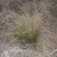 Nassella trichotoma (Serrated Tussock) at Pine Island to Point Hut - 7 Aug 2023 by michaelb