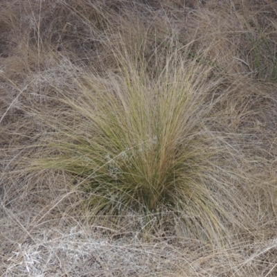 Nassella trichotoma (Serrated Tussock) at Pine Island to Point Hut - 7 Aug 2023 by MichaelBedingfield