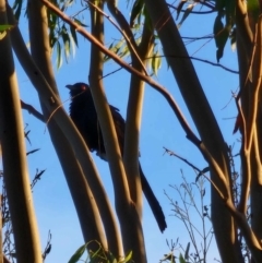 Eudynamys orientalis (Pacific Koel) at Wallaroo, NSW - 26 Nov 2023 by Paul@93