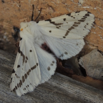 Ardices canescens (Dark-spotted Tiger Moth) at Conder, ACT - 20 Sep 2023 by michaelb