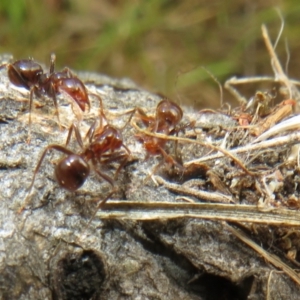 Papyrius sp (undescribed) at Mount Mugga Mugga - suppressed