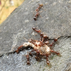 Papyrius sp (undescribed) at Mount Mugga Mugga - suppressed