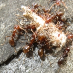 Papyrius sp (undescribed) at Mount Mugga Mugga - suppressed