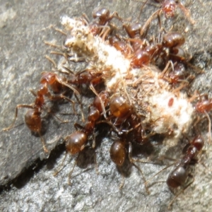 Papyrius sp (undescribed) at Mount Mugga Mugga - suppressed