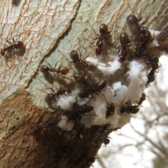 Papyrius sp (undescribed) at Mount Mugga Mugga - 15 Nov 2023