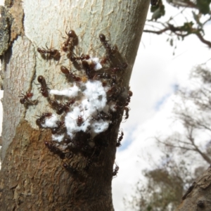 Papyrius sp (undescribed) at Mount Mugga Mugga - suppressed