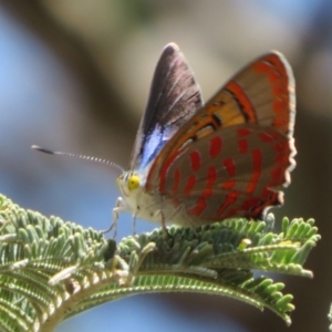 Hypochrysops delicia at Hall Cemetery - 26 Nov 2023