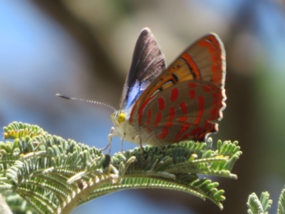 Hypochrysops delicia (Moonlight Jewel) at Hall Cemetery - 26 Nov 2023 by Christine