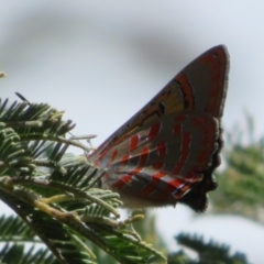 Hypochrysops delicia at Hall Cemetery - 26 Nov 2023