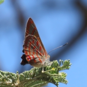 Hypochrysops delicia at Hall Cemetery - 26 Nov 2023